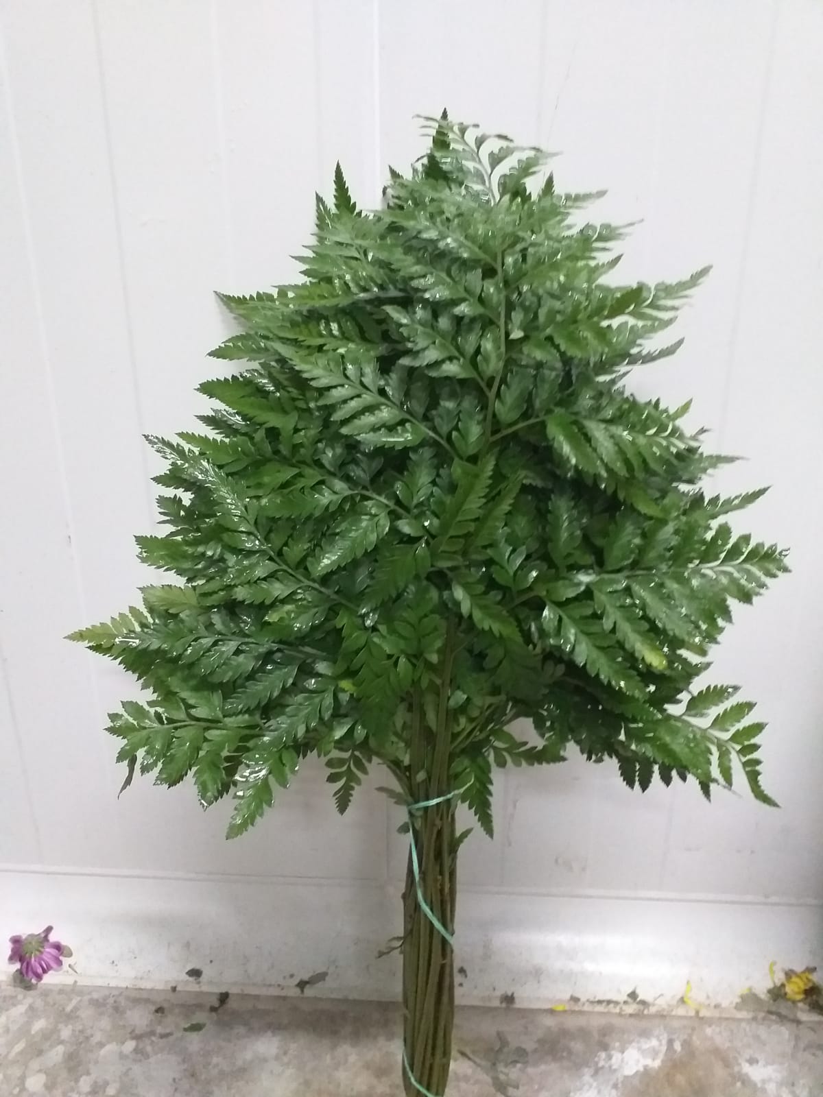 Helecho de Cuero - Costa Rica