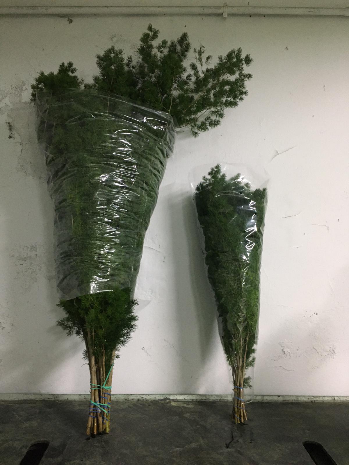 Asparragus Miroclaudio