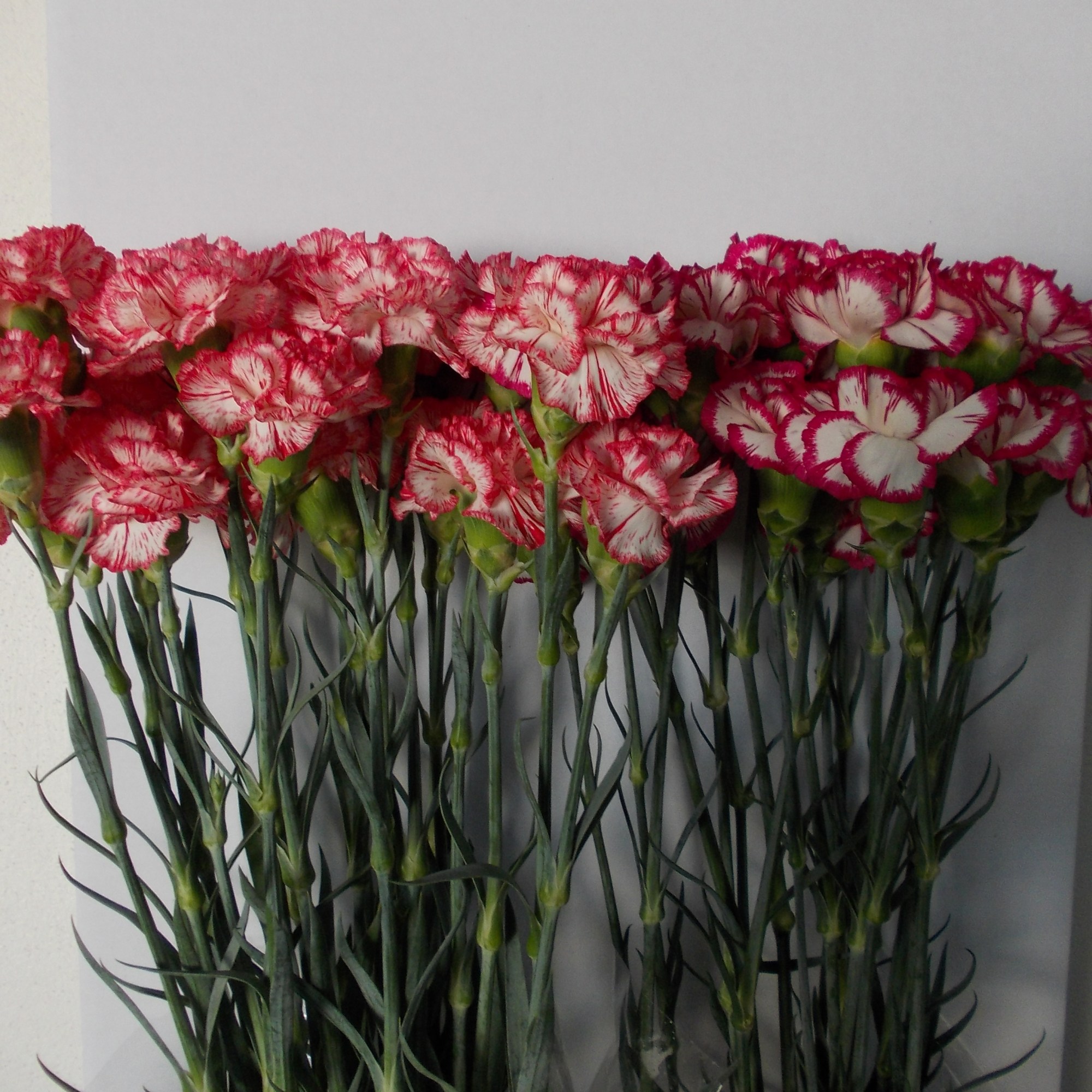 clavel-nacional-bicolor-70