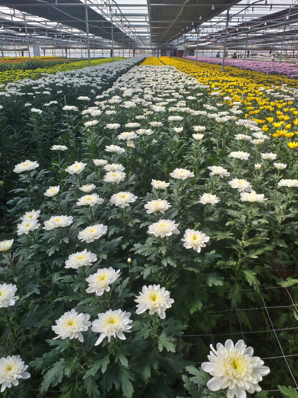 Preparándonos para la campaña de difuntos. 2023